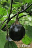 畑（はた）なす