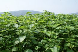 青苧（あおそ）