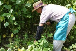 青苧（あおそ）刈り