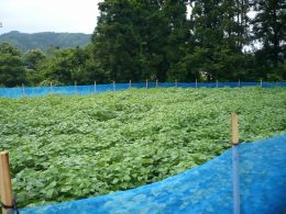 青苧（あおそ）の畑