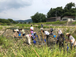 水棲昆虫を採集しよう