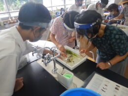 水棲昆虫を分類してみよう