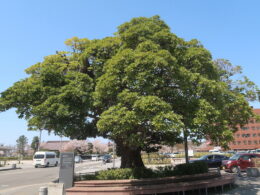 馬場町のタブノキ(庄内)