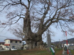 東根の大ケヤ(村山)