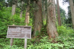 大美輪の大杉(最上)