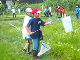 里山での貴重な昆虫を採取