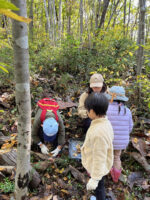 秋にはきのこを収穫します